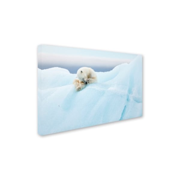 Joan Gil Raga 'Polar Bear Grooming' Canvas Art,30x47